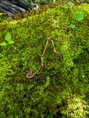 Arthurdendyus australis