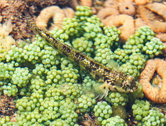 Antennablennius bifilum