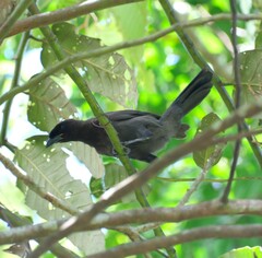 Cyanocorax cyanomelas