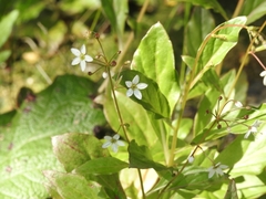 Lysimachia sertulata