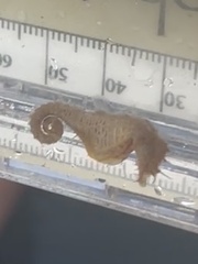 Hippocampus zosterae