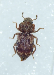 Coxelus pictus