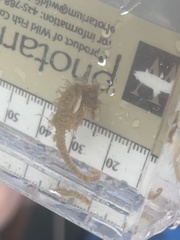 Hippocampus zosterae