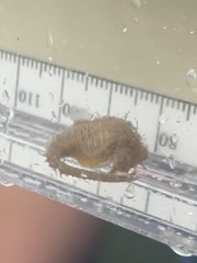 Hippocampus zosterae