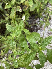 Heliotropium angiospermum