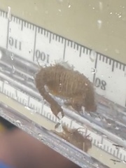 Hippocampus zosterae