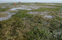 Zostera noltei