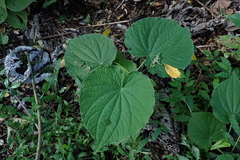 Piper umbellatum