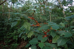 Urera caracasana