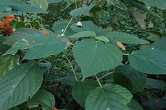 Urera caracasana