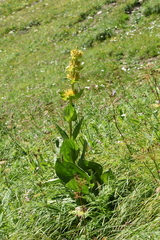 Gentiana lutea lutea