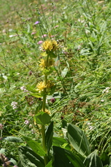 Gentiana lutea lutea