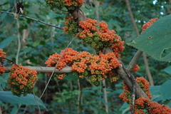 Urera caracasana