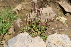 Epilobium anagallidifolium