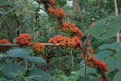 Urera caracasana
