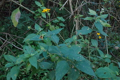 Hymenostephium cordatum