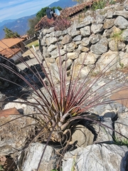 Tillandsia calothyrsus
