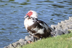 Cairina moschata domestica