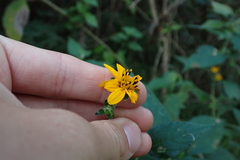 Hymenostephium cordatum