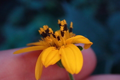 Hymenostephium cordatum