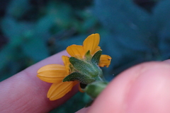 Hymenostephium cordatum