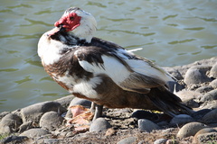 Cairina moschata domestica