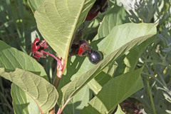 Lonicera involucrata involucrata