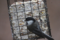 Poecile atricapillus