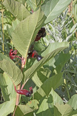 Lonicera involucrata involucrata