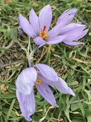 Crocus pallasii