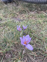 Crocus pallasii