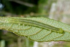 Scoliopteryx libatrix