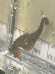 Hippocampus zosterae