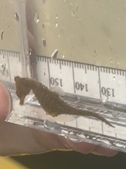 Hippocampus zosterae