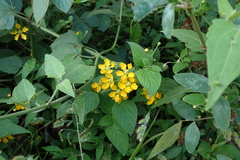 Callaeum macropterum