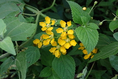 Callaeum macropterum