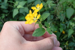 Callaeum macropterum