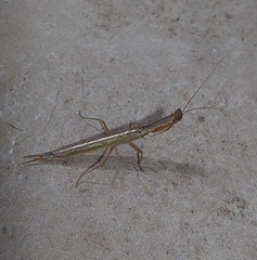 Galepsus