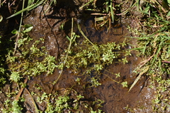 Callitriche cophocarpa