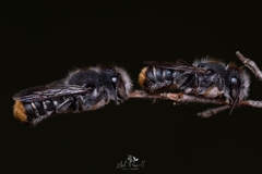 Megachilinae