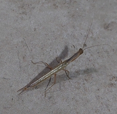 Galepsus