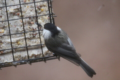 Poecile atricapillus