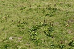Gentiana purpurea