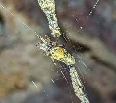 Cyclosa