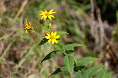 Helianthus divaricatus