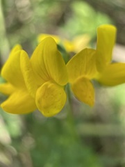 Lotus corniculatus