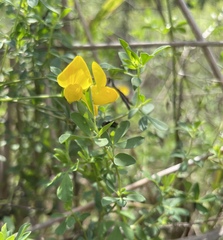 Lotus corniculatus