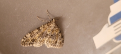 Larentiinae