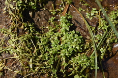 Callitriche cophocarpa