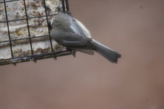 Poecile atricapillus